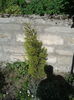 cupressus macrocarpa goldcrest