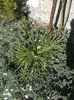 trachycarpus fortunei