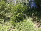 poncirus trifoliata
