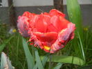 Tulipa Rococo (2016, April 10)