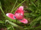 Tulipa Little Beauty (2016, April 10)