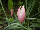 Tulipa Peppermint Stick (2016, April 10)
