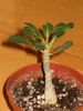 adenium