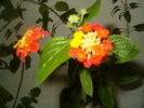 7 febr 016