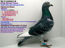 NL 11 1620431 M - Cuplul 21