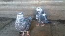 IMG-20160422-WA0006