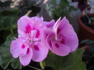 DSC03350