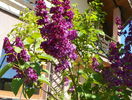 liliac Charles Joly