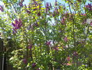 liliac Charles Joly