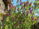 liliac Charles Joly