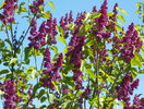 liliac Charles Joly
