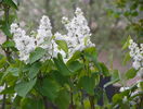 liliac alb batut
