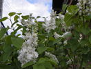 liliac alb batut