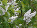 liliac alb batut