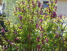 liliac Charles Joly