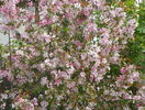 malus Rudolph