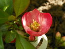 chaenomeles Pink Trail