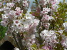 prunus Amanogawa