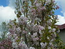prunus Amanogawa