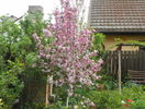 malus Rudolph
