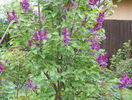 liliac Charles Joly