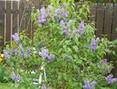 liliac Congo