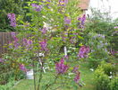 liliac Sensation