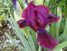 Bloodstone