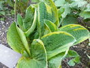 hosta Christmas Tree