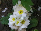 primula acaulis