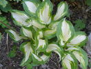 hosta undulata variegata
