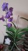 Vanda Blue Magic
