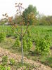 23 april- Nuc de 4 ani