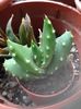 Aloe ,,star bouqet,,