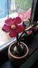 Adenium