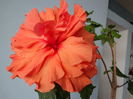 DSC02511