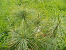 pinus wallichiana