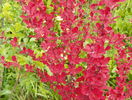 berberis Orange Rocket