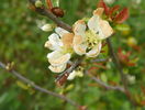 chaenomeles Nivalis