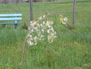 malus Sun Rival
