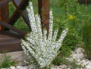 prunus gland. Alba Plena