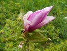 magnolia Leonard Messel