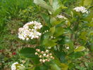 aronia Viking