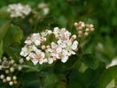 aronia Viking