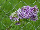 syringa chinensis saugeana