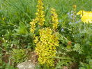 berberis Maria