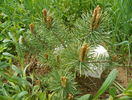 pinus Watereri