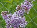 syringa chinensis saugeana