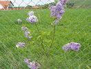syringa chinensis saugeana