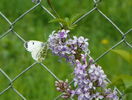 syringa chinensis saugeana